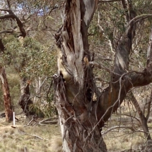 Cacomantis flabelliformis at Mount Clear, ACT - 10 Oct 2019