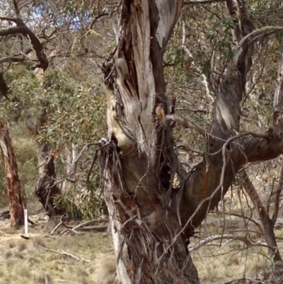 Cacomantis flabelliformis (Fan-tailed Cuckoo) at Namadgi National Park - 10 Oct 2019 by KMcCue