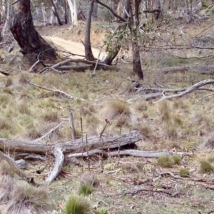 Petroica boodang at Mount Clear, ACT - 10 Oct 2019 02:25 PM