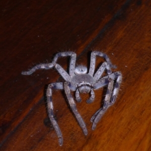 Sparassidae (family) at Aranda, ACT - 5 Oct 2015