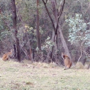 Notamacropus rufogriseus at Mount Clear, ACT - 10 Oct 2019