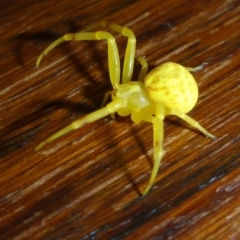 Thomisidae (family) (Unidentified Crab spider or Flower spider) at Aranda, ACT - 19 Dec 2015 by JanetRussell