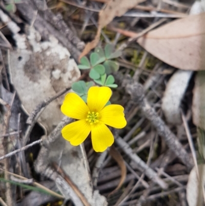 Oxalis sp. (Wood Sorrel) at Gundaroo, NSW - 6 Oct 2019 by Gunyijan