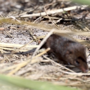 Antechinus mimetes mimetes at Guerilla Bay, NSW - 10 Oct 2019