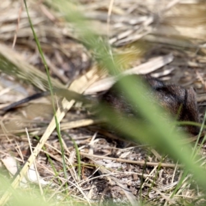 Antechinus mimetes mimetes at Guerilla Bay, NSW - 10 Oct 2019