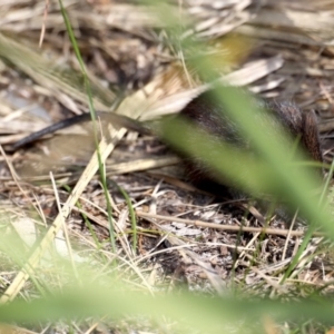 Antechinus mimetes mimetes at Guerilla Bay, NSW - 10 Oct 2019