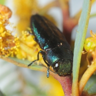 Melobasis thoracica (A jewel beetle) at Hackett, ACT - 10 Oct 2019 by Harrisi