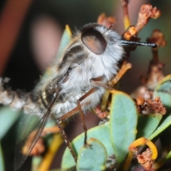 Apiocera sp. (genus) (A flower loving fly) at Hackett, ACT - 10 Oct 2019 by Harrisi