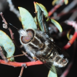 Apiocera sp. (genus) at Hackett, ACT - 10 Oct 2019