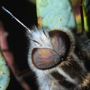 Apiocera sp. (genus) at Hackett, ACT - 10 Oct 2019