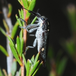 Rhinotia bidentata at Hackett, ACT - 10 Oct 2019