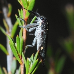 Rhinotia bidentata (Two-spot Rhinotia weevil) at Black Mountain - 10 Oct 2019 by Harrisi