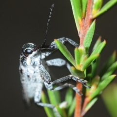 Rhinotia bidentata at Hackett, ACT - 10 Oct 2019