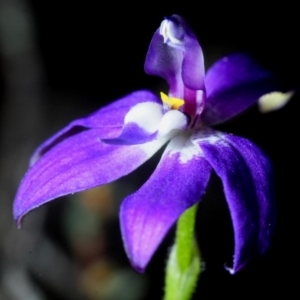 Glossodia major at Hackett, ACT - 10 Oct 2019