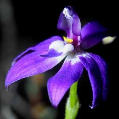 Glossodia major (Wax Lip Orchid) at Hackett, ACT - 10 Oct 2019 by Harrisi