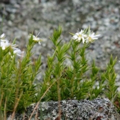 Stellaria pungens (Prickly Starwort) at Goorooyarroo NR (ACT) - 11 Oct 2019 by Harrisi