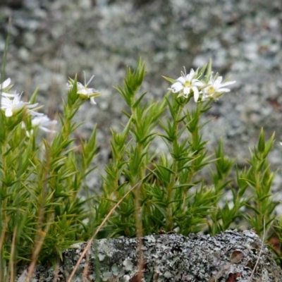 Stellaria pungens (Prickly Starwort) at Amaroo, ACT - 11 Oct 2019 by Harrisi