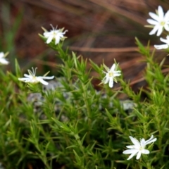 Stellaria pungens at Amaroo, ACT - 11 Oct 2019