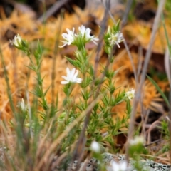 Stellaria pungens at Amaroo, ACT - 11 Oct 2019