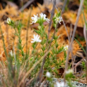 Stellaria pungens at Amaroo, ACT - 11 Oct 2019