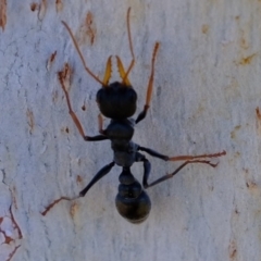 Myrmecia sp., pilosula-group (Jack jumper) at Hawker, ACT - 8 Oct 2019 by Kurt