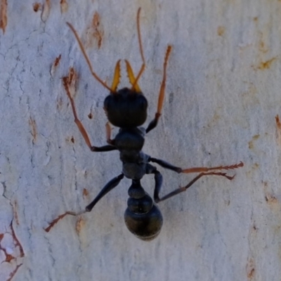 Myrmecia sp., pilosula-group (Jack jumper) at Hawker, ACT - 9 Oct 2019 by Kurt
