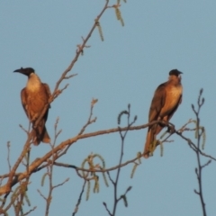 Philemon corniculatus (Noisy Friarbird) at Monash, ACT - 2 Oct 2019 by michaelb