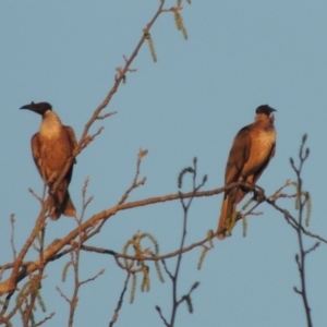 Philemon corniculatus at Monash, ACT - 2 Oct 2019