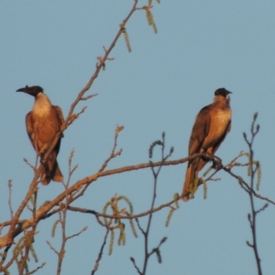 Philemon corniculatus (Noisy Friarbird) at Tuggeranong Creek to Monash Grassland - 2 Oct 2019 by michaelb