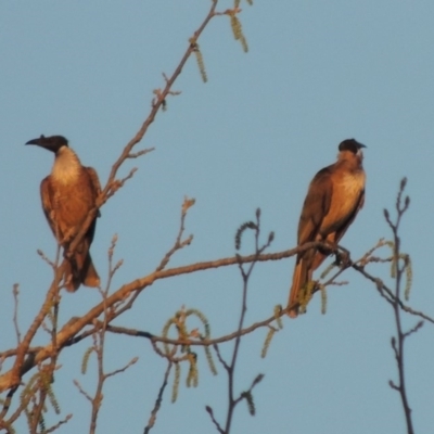 Philemon corniculatus (Noisy Friarbird) at Isabella Pond - 2 Oct 2019 by michaelb