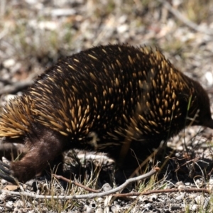 Tachyglossus aculeatus at Guerilla Bay, NSW - 10 Oct 2019 09:39 AM