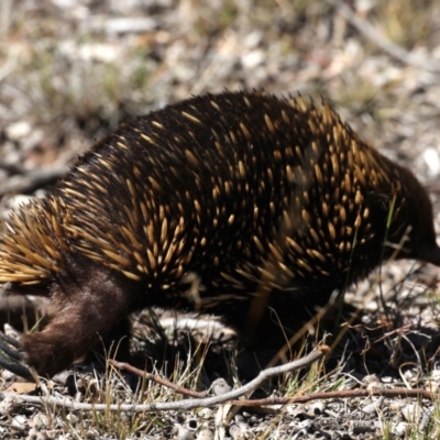 Tachyglossus aculeatus (Short-beaked Echidna) at Guerilla Bay, NSW - 10 Oct 2019 by jb2602