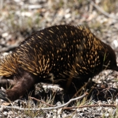 Tachyglossus aculeatus (Short-beaked Echidna) at Guerilla Bay, NSW - 9 Oct 2019 by jbromilow50