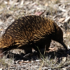 Tachyglossus aculeatus at Guerilla Bay, NSW - 10 Oct 2019 09:39 AM