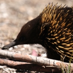 Tachyglossus aculeatus at Guerilla Bay, NSW - 10 Oct 2019 09:39 AM