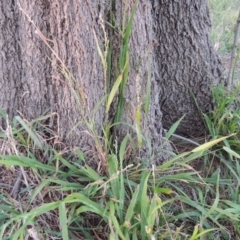 Ehrharta erecta (Panic Veldtgrass) at Isabella Pond - 2 Oct 2019 by michaelb