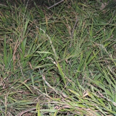 Ehrharta erecta (Panic Veldtgrass) at Tuggeranong Creek to Monash Grassland - 2 Oct 2019 by michaelb