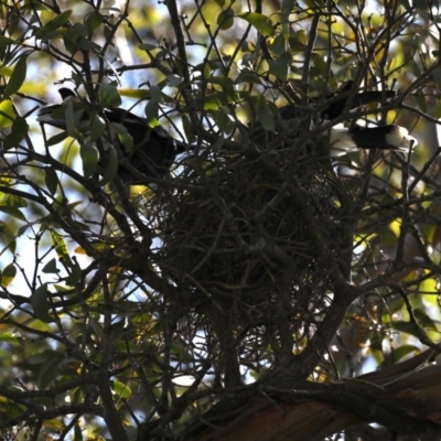 Strepera graculina (Pied Currawong) at Rosedale, NSW - 10 Oct 2019 by jb2602