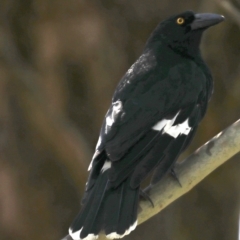 Strepera graculina at Rosedale, NSW - 10 Oct 2019