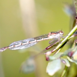 Austrolestes psyche at Malua Bay, NSW - 10 Oct 2019