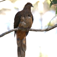 Macropygia phasianella (Brown Cuckoo-dove) at Rosedale, NSW - 10 Oct 2019 by jb2602