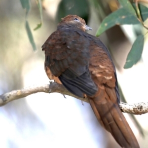 Macropygia phasianella at Rosedale, NSW - 10 Oct 2019