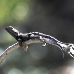 Amphibolurus muricatus (Jacky Lizard) at Guerilla Bay, NSW - 9 Oct 2019 by jbromilow50