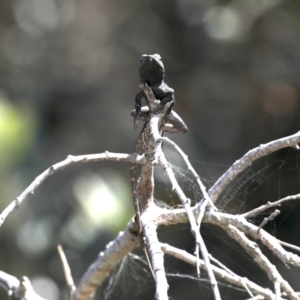 Amphibolurus muricatus at Guerilla Bay, NSW - 10 Oct 2019