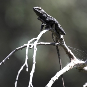 Amphibolurus muricatus at Guerilla Bay, NSW - 10 Oct 2019