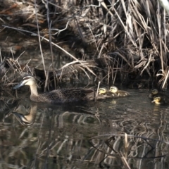 Anas superciliosa (Pacific Black Duck) at Malua Bay, NSW - 10 Oct 2019 by jb2602