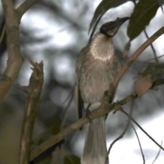 Philemon corniculatus (Noisy Friarbird) at Rosedale, NSW - 10 Oct 2019 by jbromilow50