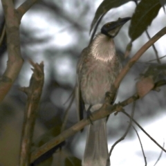 Philemon corniculatus (Noisy Friarbird) at Rosedale, NSW - 10 Oct 2019 by jb2602