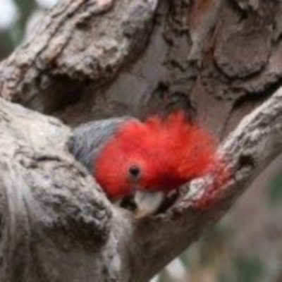 Callocephalon fimbriatum (Gang-gang Cockatoo) at ANBG - 12 Oct 2019 by redsnow