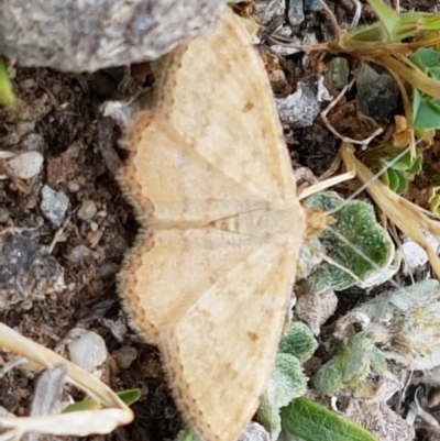 Scopula rubraria (Reddish Wave, Plantain Moth) at Bruce, ACT - 12 Oct 2019 by tpreston